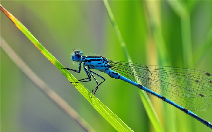 Summer green grass blue dragonfly bokeh Views:10572 Date:2018/5/21 8:40:08