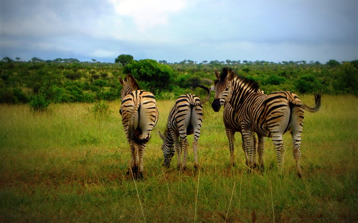 Africain, prairie, jungle, faune, zèbre Vues:11992