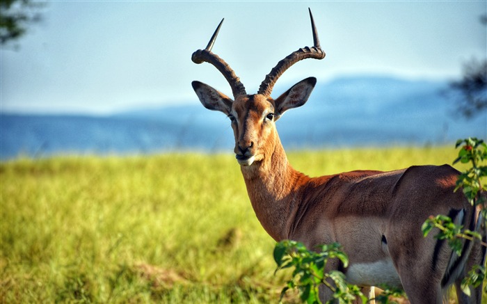 African grassland wildlife antelope photography Views:13653 Date:2018/6/12 23:40:19