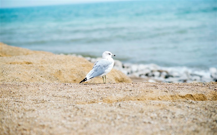 해변, 해안, 바다, 갈매기, 새, 사진 찾아보기 :7553