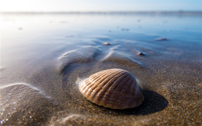 Plage, sable, bord de mer, coquille, faune, ligne d'horizon Vues:8310