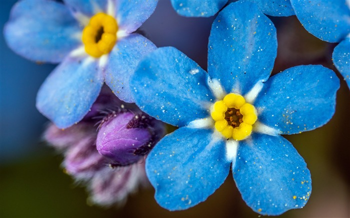 Linda, azul, flor, brilhante, fotografia Visualizações:9821