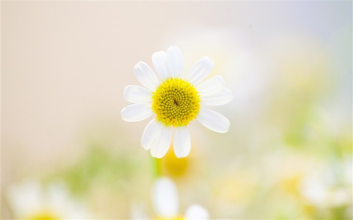 Mayo de 2018, naturaleza, floración, flores, fotografía Vistas:21183