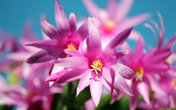 Blossom cactus plant flower petal closeup Views:7999 Date:2018/6/7 9:57:18