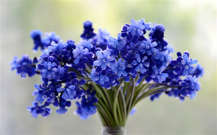 Blue beautiful blossom flowers bouquet plant Views:11462 Date:2018/6/7 10:14:44