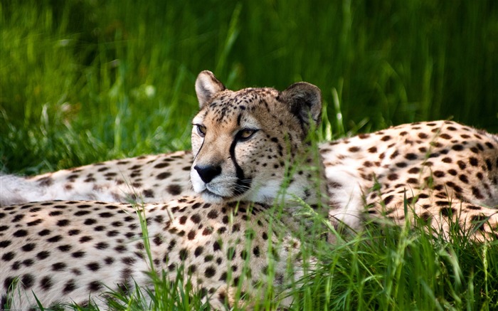 Guépard, zoo, sauvage, animal, hd, photo Vues:7826