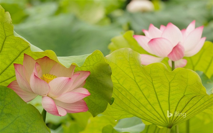 Chine, solstice d'été, rose, lotus, 2018, Bing Vues:6837