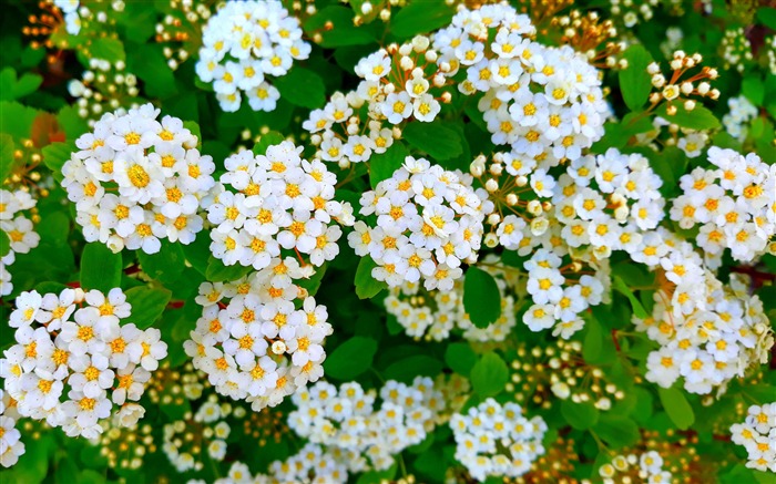 Fresh Bloom Tiny White Flowers Leaves Photo Views:8830 Date:2018/6/7 10:04:31