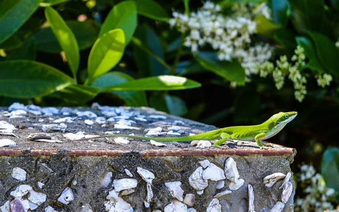 Vert, caméléon, pierre, sauvage, animaux Vues:8227