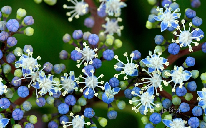 Hortensia, bleu, fleur, plantes, 2018, Bing Vues:6798