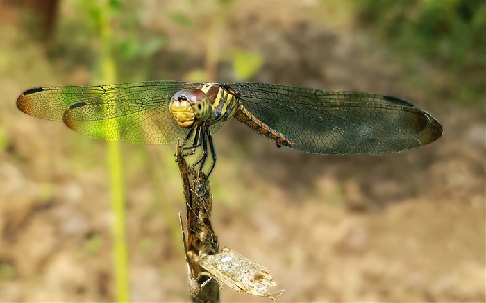 insecte, animal, libellule, flou, gros plan Vues:7527