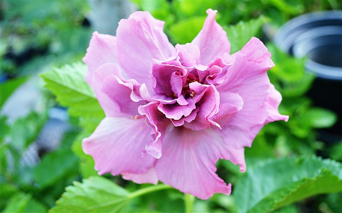 Pink Hibiscus Flowers Closeup Photo Views:8011 Date:2018/6/7 9:50:20