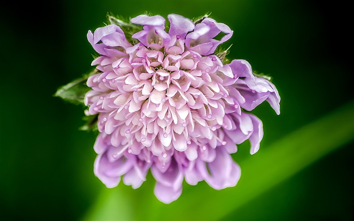 Roxo, flores, closeup, folhas verdes, bokeh Visualizações:6960