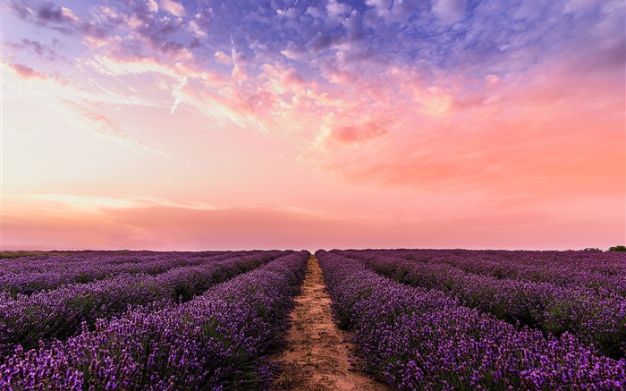 Roxo, lavanda, pôr do sol, horizonte, bonito, paisagem Visualizações:12275