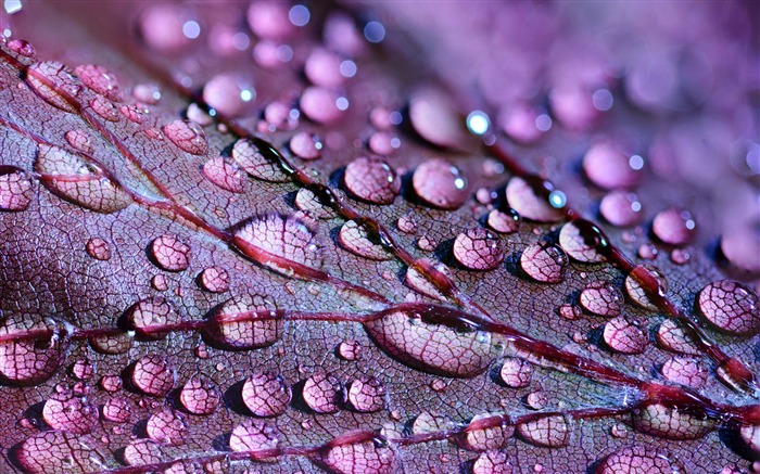 Chuvoso, água, gotas, folhas roxas, close up Visualizações:8022