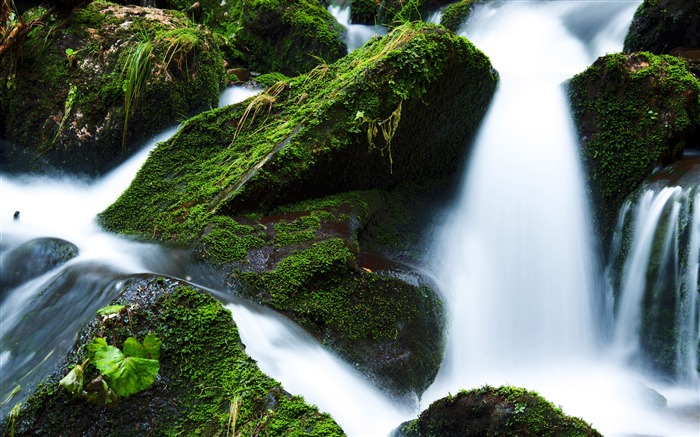 Primavera, selva, verde, fresco, musgo, riacho Visualizações:7350