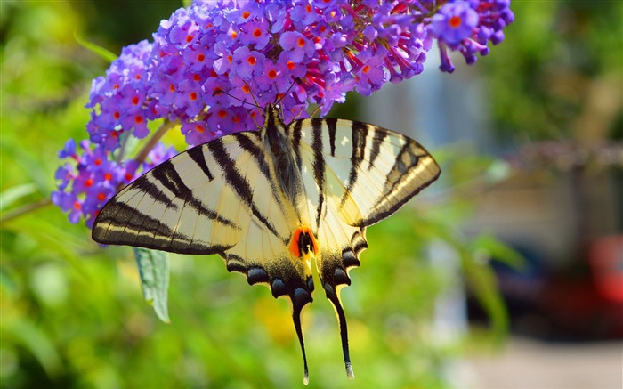 Printemps, violet, fleurs, papillon, bokeh Vues:8435