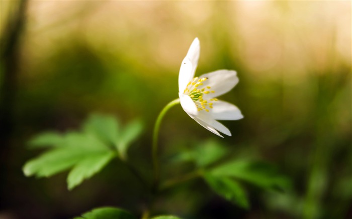 春天，盛開，白色的花朵，綠葉，散景 查看次數:7190