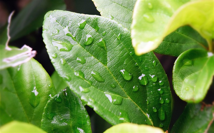 Verão, estação chuvosa, gotas de água, fresco, folhas Visualizações:7323