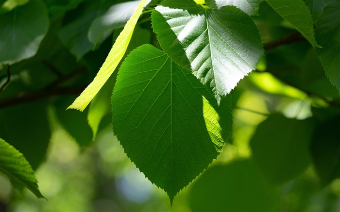 Verão, verde, folhas de árvores, brilhante, close-up Visualizações:8359