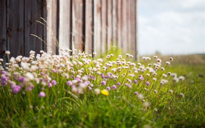 Verão, cerca de madeira, Prado, florescendo, flores silvestres Visualizações:7218