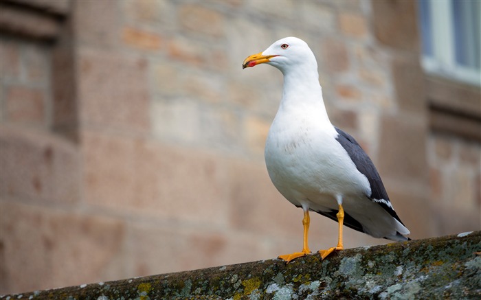 Mouette blanche, Animal, Oiseau de mer, Ville, Photo Vues:9252