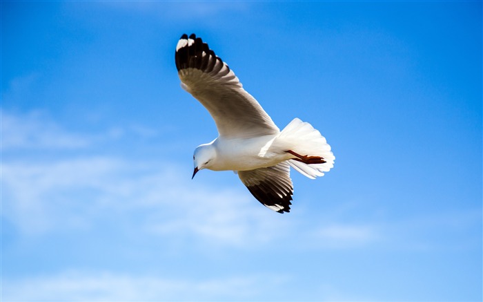 Mouette blanche, Oiseau de mer, Mouche, Ciel bleu, 4K, HD Vues:12401