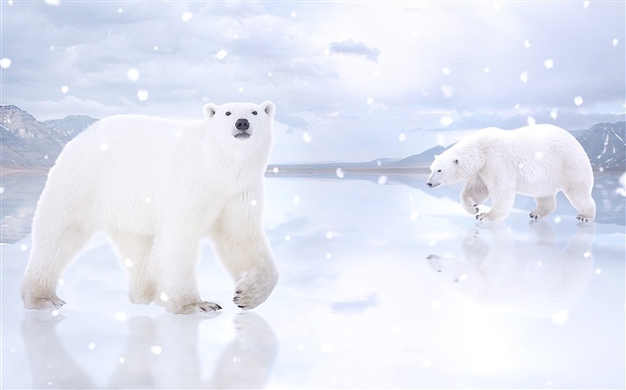 Hiver, Animal, Blanc, Ours polaires, Chutes de neige Vues:11213