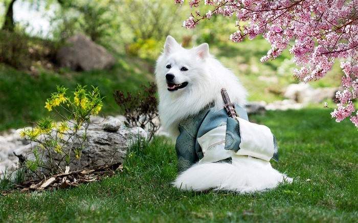 Adorable White Warrior Dog Animal Photo Views:6244 Date:2018/7/15 7:07:40