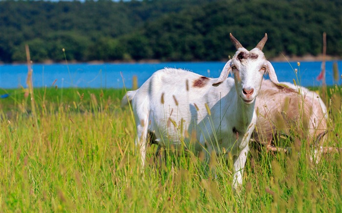 Africain, vert, prairie, faune, antilope Vues:6728