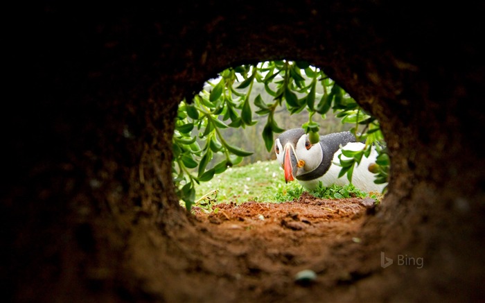 Atlantic Wales Puffin Nesting Skomer Island 2018 Bing Views:6196 Date:2018/7/11 7:57:02