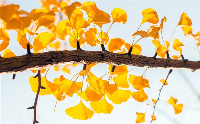 Autumn golden ginkgo leaves closeup Views:8343 Date:2018/7/22 8:06:16