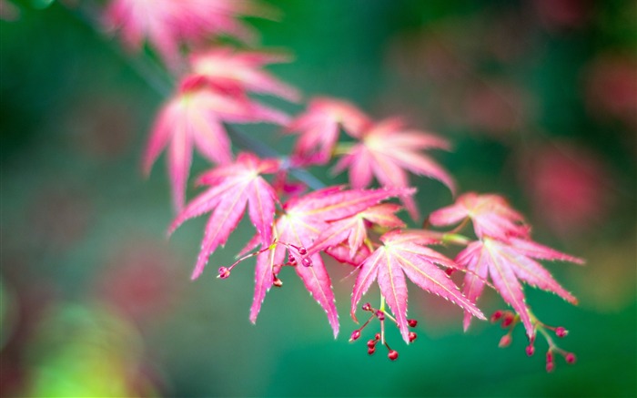 Autumn red maple leaves fruit close-up Views:8093 Date:2018/7/22 7:37:11