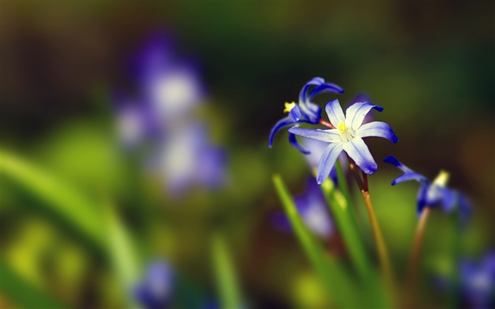 Blue orchid flowers plant bokeh closeup Views:6097 Date:2018/7/15 7:10:04