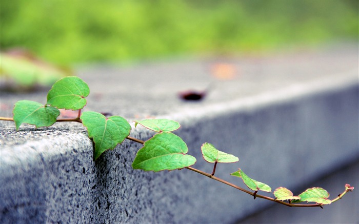 City street road green vine plant Views:7800 Date:2018/7/22 8:09:14