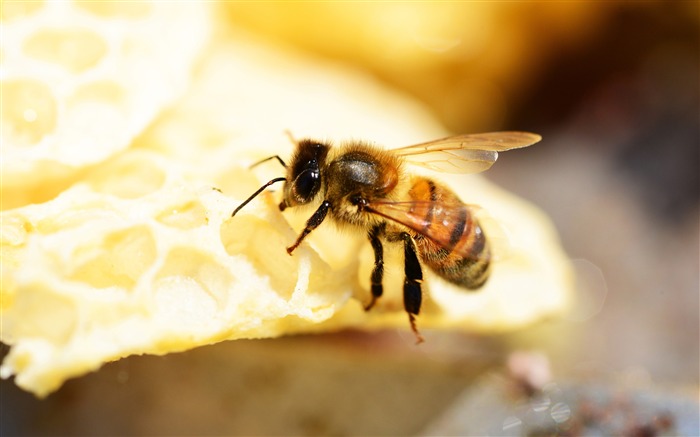 Golden hive bee animal closeup Views:8046 Date:2018/7/29 7:06:00