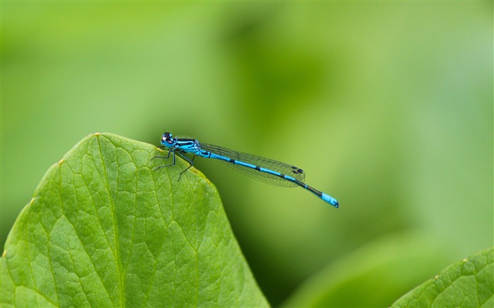 Green leaf blue dragonfly cute insect Views:8054 Date:2018/7/29 7:44:55