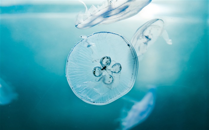 Jellyfishes Aquarium Blue Underwater Animal Views:7406 Date:2018/7/9 8:13:48