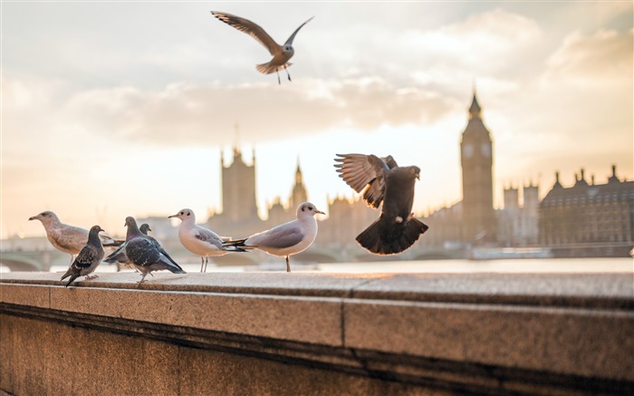 Londres, thames, rio, banco, pombos, gaivotas Visualizações:7111