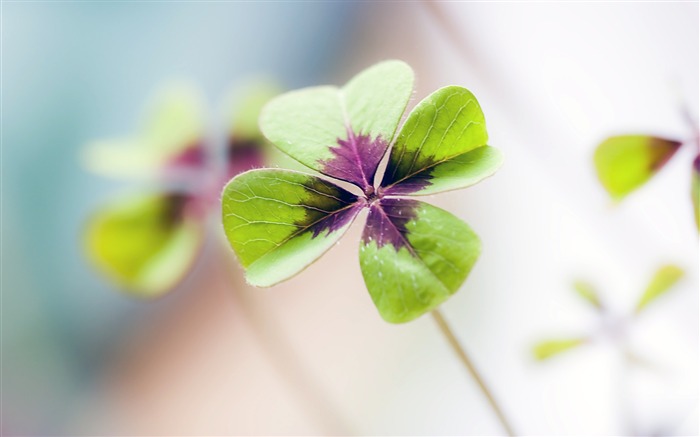 Nature green clover plant leaf closeup Views:7098 Date:2018/7/22 7:50:01