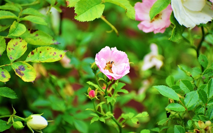 Rosa, rosa, flores, folhas verdes, planta, foto Visualizações:5951