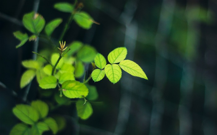 清新，美丽，自然，花卉，植物，HD 浏览:24410