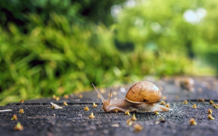 Spring Rain Mollusk Snail Closeup Views:9241 Date:2018/7/29 7:52:39