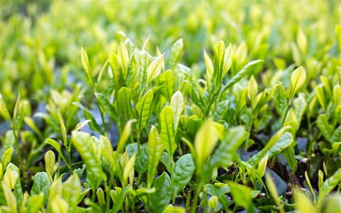 Spring green tea leaves sunlight closeup Views:8720 Date:2018/7/22 7:30:20