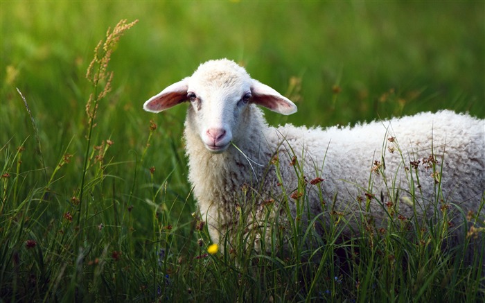 Été, Prairie Verte, Mouton Blanc, 4K, Photo Vues:12438