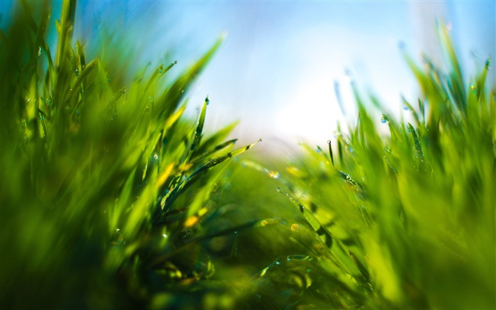 Summer rain green grass blue sky closeup Views:7589 Date:2018/7/22 8:12:26