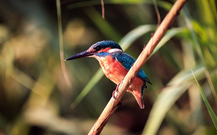 Sunset Grass Kingfisher Bird Animal Photo Views:6297 Date:2018/7/9 8:07:21