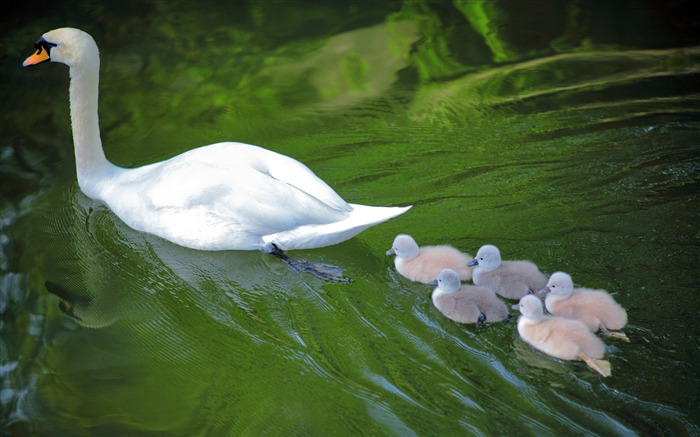 mãe cisne, bebê pequeno bonito, família, animal Visualizações:8453