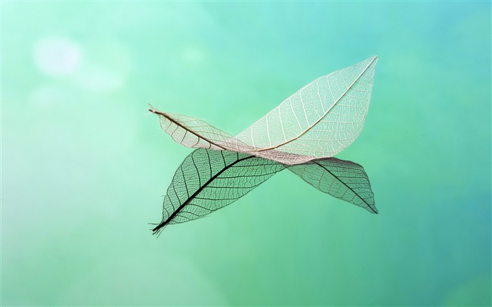 Transparent leaf reflection green abstract design Views:9666 Date:2018/7/30 9:34:47