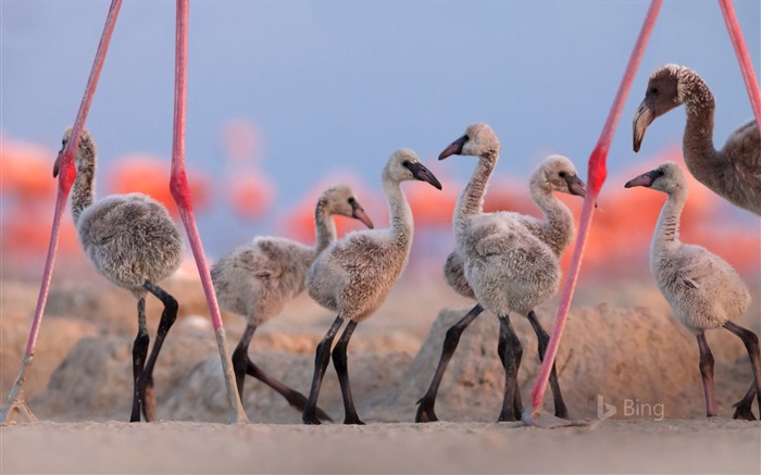 Americana, Flamingo, Reserva da Biosfera, 2018, Bing Visualizações:6796